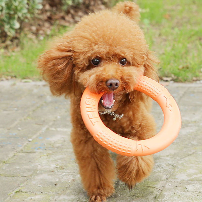 Anneau d'entraînement pour chi - Flying Disc Dog Training Toy avis et prix